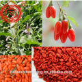 Carefully selected goji berry 280 grain with reasonable factory price